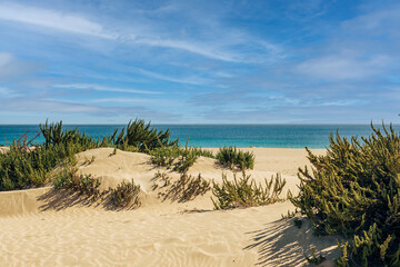 sand dunes in the beach