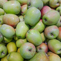 A pile of large, ripe, green-red apples, cylindrical in shape