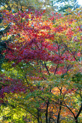 Beautiful Autumn Background: Red Maple Leaves on a Sunny Day, vertical.
