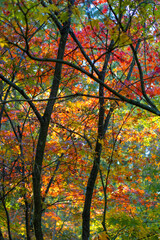 Beautiful Autumn Background: Red Maple Leaves on a Sunny Day, vertical.