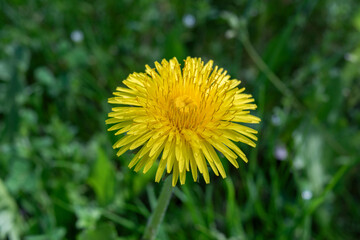 Gelbe Löwenzahn-Blüte auf grünem Gras