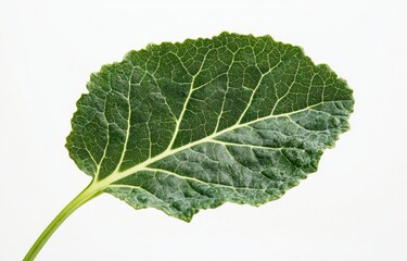 Detailed close-up of a green leaf showcasing intricate vein patterns against a white background