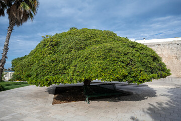 Pittosporum In a public park in Otranto Italy