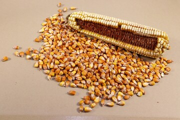 Corn cob and its ripe kernels.