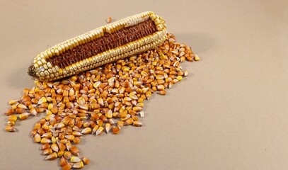 Corn cob and its grain with the presence of copy space.