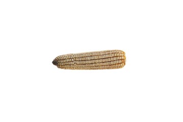 Corn cob with grain on a white background.