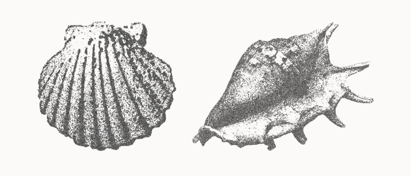 Seashells vector illustration collection. Trendy stippling photocopy effect