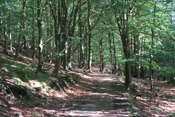 Auf dem Weg durch den Wald im Sommer auf dem Kullaberg auf der südschwedischen Halbinsel Kullen.