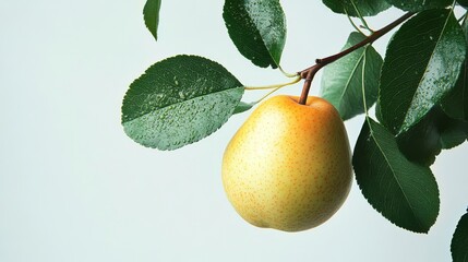 Freshly grown pear hanging from a green leafed branch against a light background