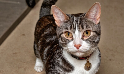 Fototapeta premium tabby cat top view