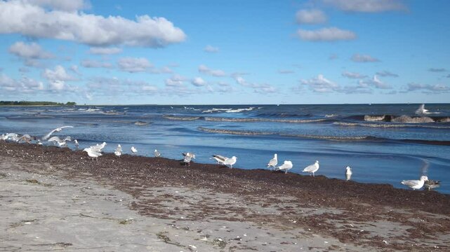 M&ouml;wen am Strand vor Prerow