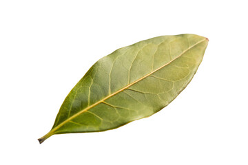Obraz premium Single Bay Leaf Isolated on White Background