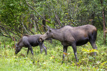 Cow and Calf Alaska Yukon Moose in Alaska in Autumn
