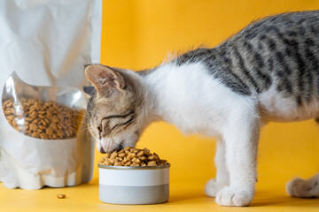 Kitten Eating Dry Cat Food