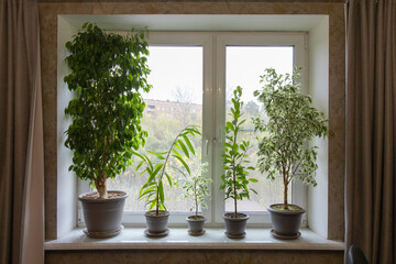 A set of house plants on the windowsill. Home garden..