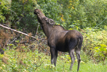 Cow Alaska Yukon Moose in Alaska in Autumn