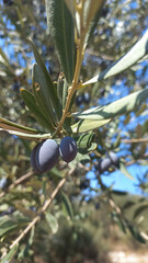 Ripe Olives on Branch