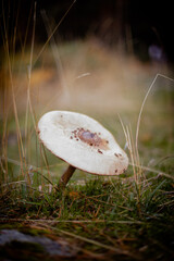 mushroom in the grass