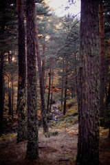 Obraz premium forest in autumn