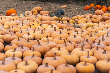 Lots of orange pumpkins ready for sale.