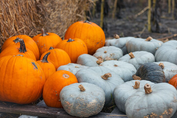Halloween Orange and Grey Pumpkins 