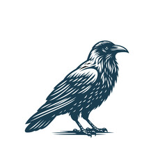Fototapeta premium Crow or raven isolated modern vector illustration