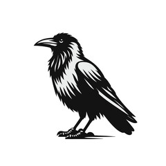 Obraz premium Crow or raven isolated modern vector illustration