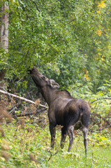 Cow Alaska Yukon Moose in Alaska in Autumn