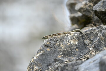 full body lizard on a stone
