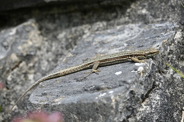 full body lizard on a stone