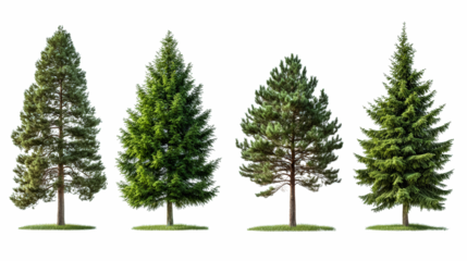 Four different types of pine trees are shown in a row