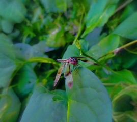 dragonfly on a branch