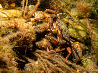 A close-up picture of a crab among seaweed. Picture from The Sound, between Sweden and Denmark