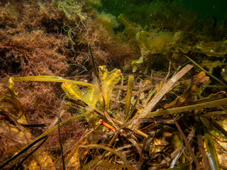 Closeup of Fucus vesiculosus, common names bladderwrack, black tang, rockweed, bladder fucus, sea oak, cut weed, dyers fucus, red fucus, and rock wrack. It was the original source of iodine