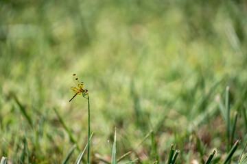 dragonfly on a leaf