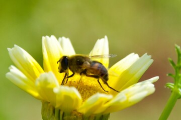 A close-up of a wild bee feeding on a bright yellow flower, captured in a natural outdoor environment, with a focus on pollination activity and delicate interaction with the flower.
