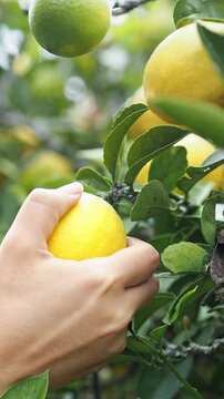 close up of hand taking a lemon from the tree, 4k video vertical