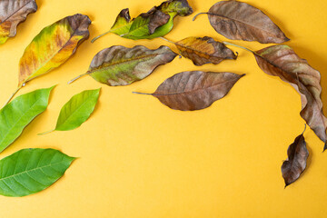 Leaves in Various Stages of Decay on Yellow Background
