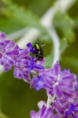A metallic green fly resting on vibrant purple flowers in a garden, showcasing the contrast between...
