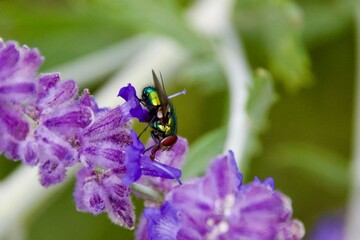 A metallic green fly resting on vibrant purple flowers in a garden, showcasing the contrast between...