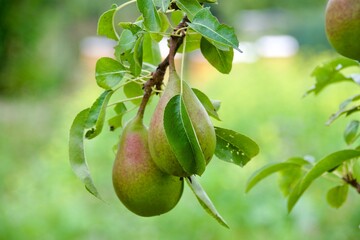 A close-up of two ripe pears hanging from a tree branch surrounded by vibrant green leaves, set in...