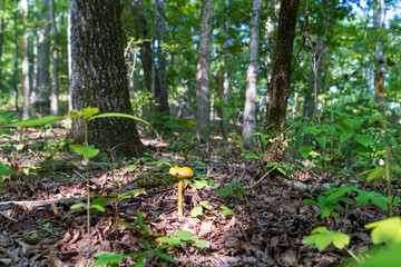 wild yellow mushroom in tropical forest