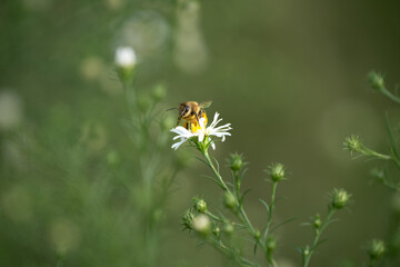 western honey bee on daisy