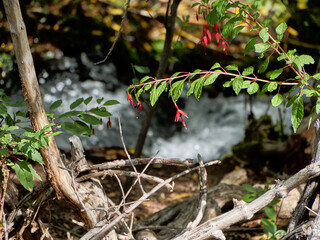 red flowers in the forest