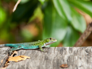 green lizard on a tree, liolaemus tenuis