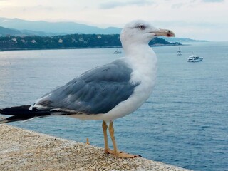Fototapeta premium seagull on the beach