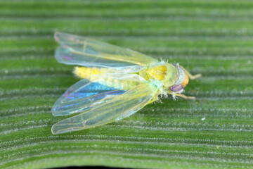Small green leafhopper, Empoasca, Cicadellidae killed by microorganisms Entomophthora.