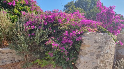 bougainvillea in Kos 