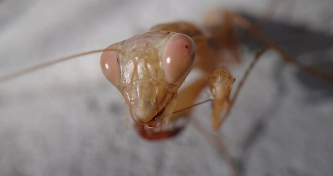 Epic macro, super close-up video shows a european female praying mantis (Mantis religiosa) rubbing its head and cleaning itself turning her head and looking at the camera