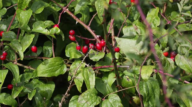 Autumn rosehip bush with fruits - Rosa canina